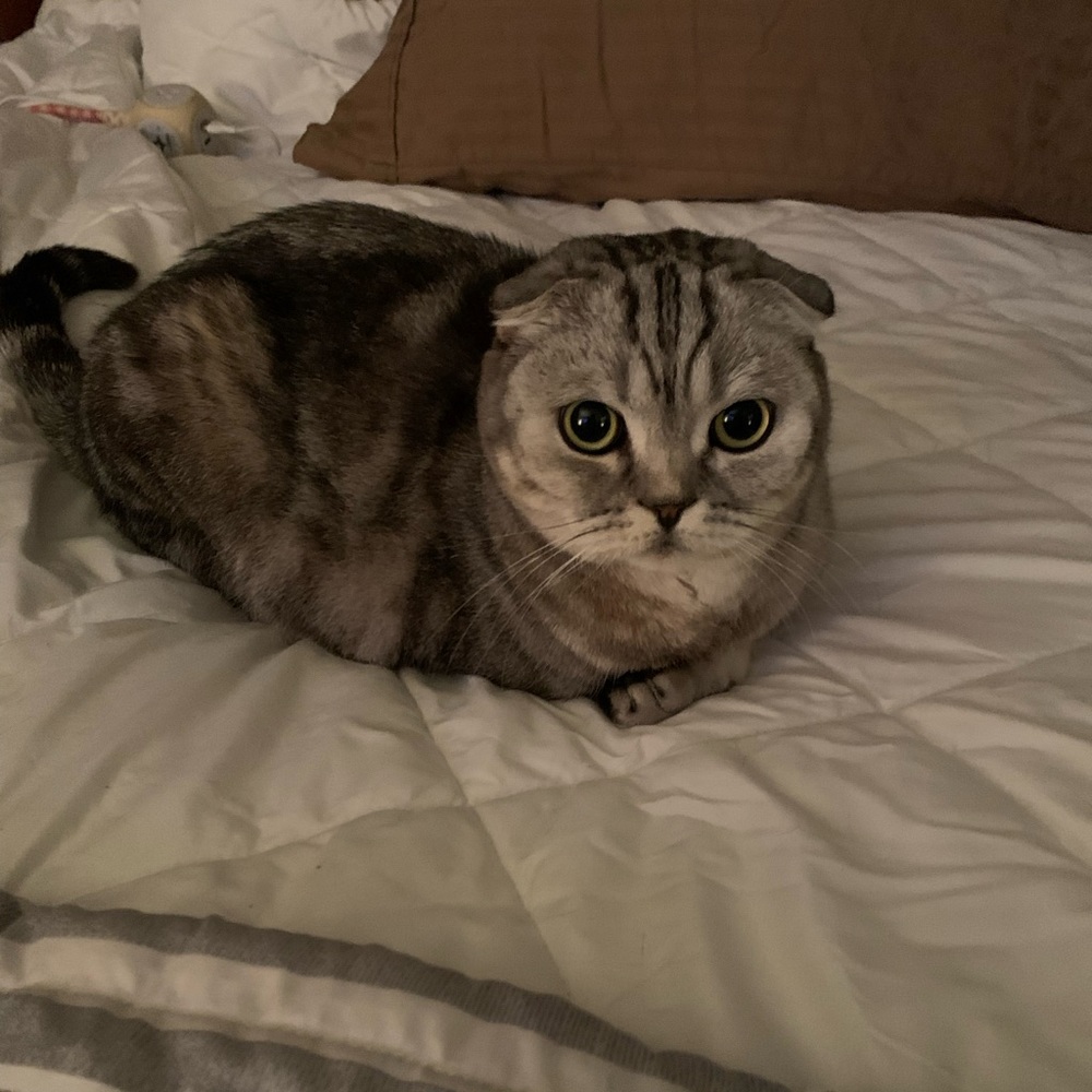 Meet your Posher, Angela